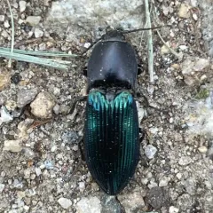 Metallic Click Beetle thumbnail 4