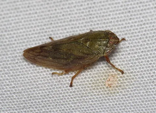 Willow Spittlebug