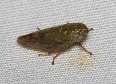 Willow Spittlebug thumbnail 1