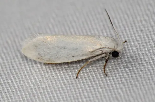 Bogus Yucca Moth