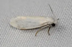 Bogus Yucca Moth thumbnail 1