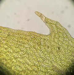 Southern Dung Moss thumbnail 4