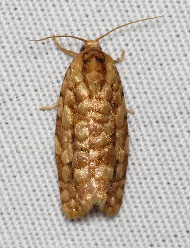 Juniper Budworm Moth