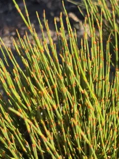 Green Ephedra thumbnail 4