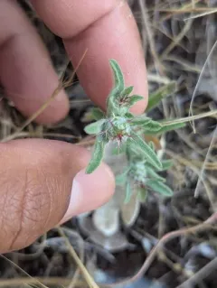 Maltese star-thistle thumbnail 4