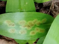 Puccinia mesomajalis thumbnail 4