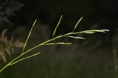 low manna grass thumbnail 3