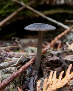 Entoloma rectangulum thumbnail 3
