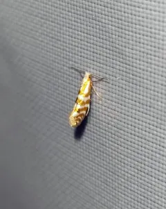 Argyresthia aureoargentella thumbnail 4