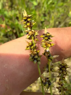Reflexed Sedge thumbnail 3