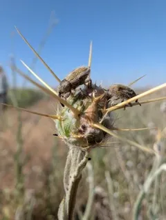 Yellow Starthistle Hairy Weevil thumbnail 4