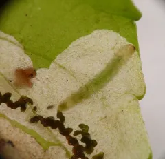 Violet Leafmining Sawfly thumbnail 4