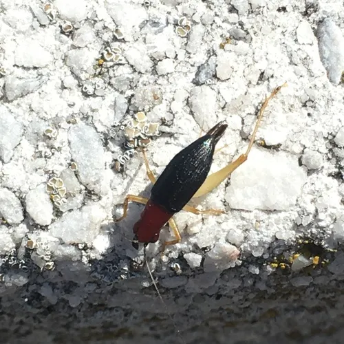 Red-headed Bush Cricket