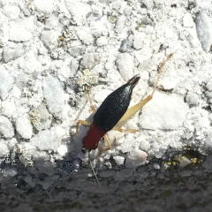 Red-headed Bush Cricket thumbnail 1