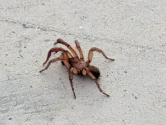 Antrodiaetus pugnax thumbnail 4