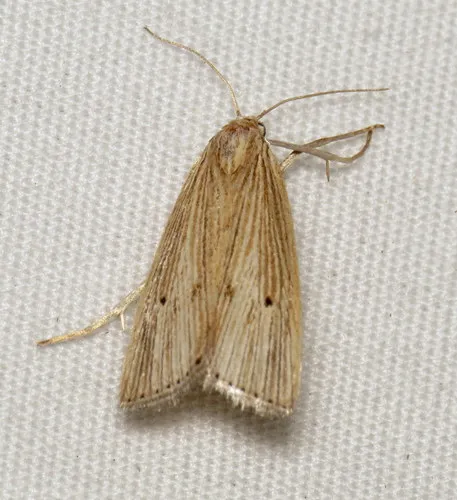 Many-lined Grass-veneer