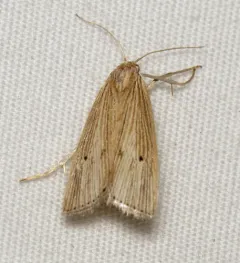 Many-lined Grass-veneer thumbnail 1