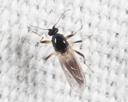 Palpomyia plebeiella