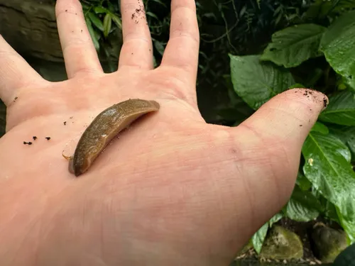 Cuban Leaf Slug