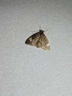 Large-spotted Evergestis Moth thumbnail 4