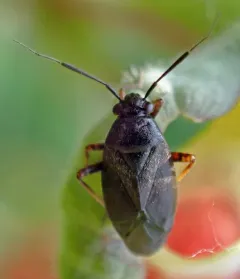 black plant bug thumbnail 4