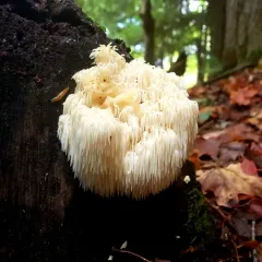 Bear's Head Tooth thumbnail 4