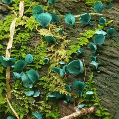 Green Wood Cup thumbnail 3