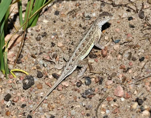 Western Earless Lizard