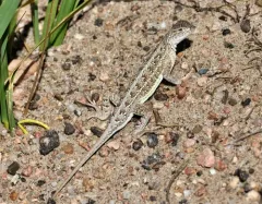 Western Earless Lizard thumbnail 1