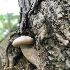 Elm Mushroom thumbnail 2