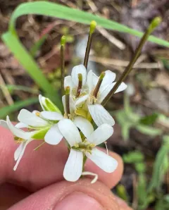 Eschscholtz's hairy rockcress thumbnail 3