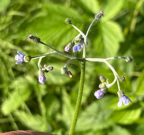 Northern Wild Comfrey