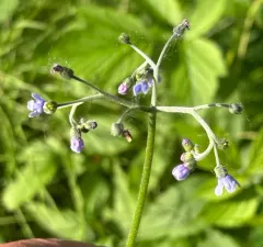 Northern Wild Comfrey thumbnail 1