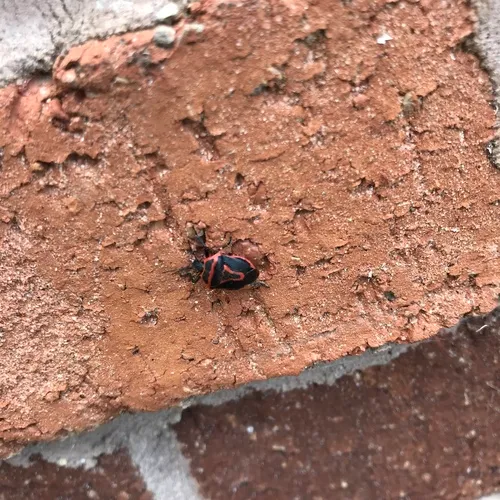 Two-spotted Stink Bug