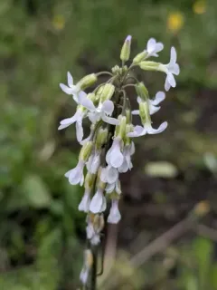 Collins' rockcress thumbnail 3