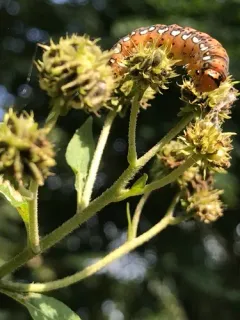 Gold Moth thumbnail 2