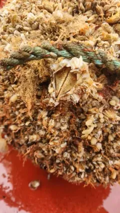 Chirona hameri thumbnail 2