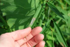 Calycomyza avira thumbnail 2