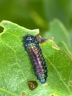 Groundselbush beetle thumbnail 2