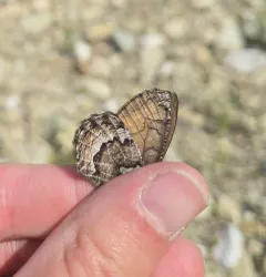 White-veined Arctic thumbnail 4
