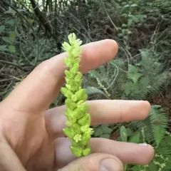 Green-flower Alumroot thumbnail 2