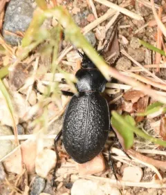 Carabus chamissonis thumbnail 4