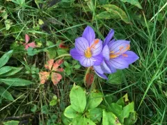 Bieberstein's Crocus thumbnail 3
