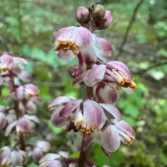 Leafless wintergreen thumbnail 4