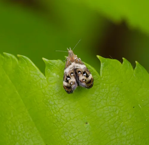 Tebenna onustana
