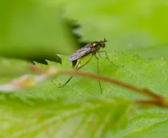 Dolichopus nigricornis thumbnail 2