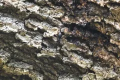 Dendrothele candida thumbnail 4