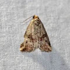 Pale-winged Midget thumbnail 1