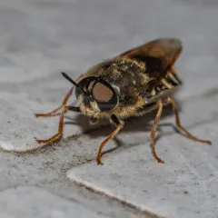 Stratiomys lativentris thumbnail 3