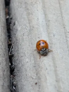 10-spot Ladybird thumbnail 4